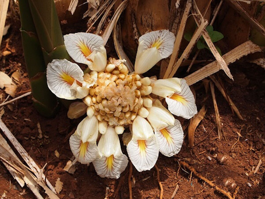 Amomum Maximum Java Cardamom Approx. 10 Seeds