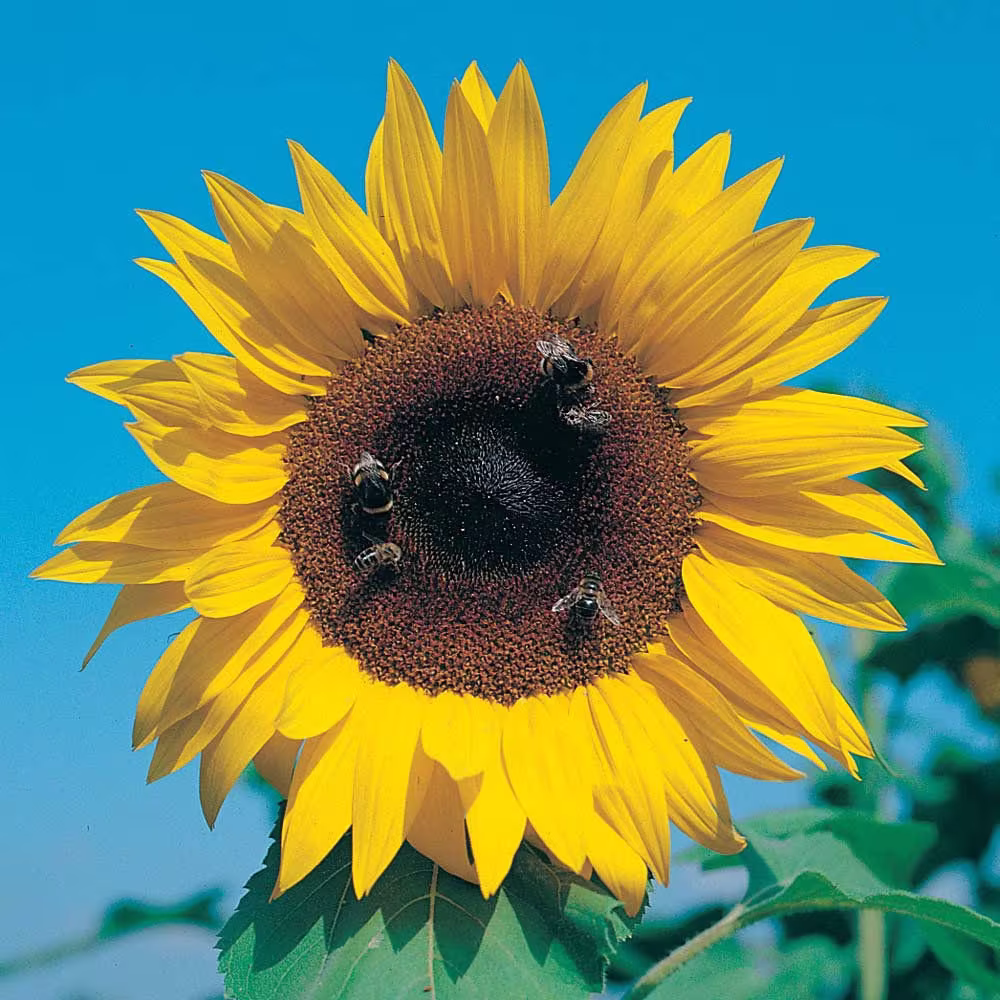 Sunflower Giant Yellow Single, X10 Seeds, Fun For The Kids