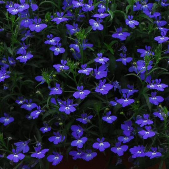 Lobelia Regatta Marine Blue Flower Seeds - Pendula 500 Organic
