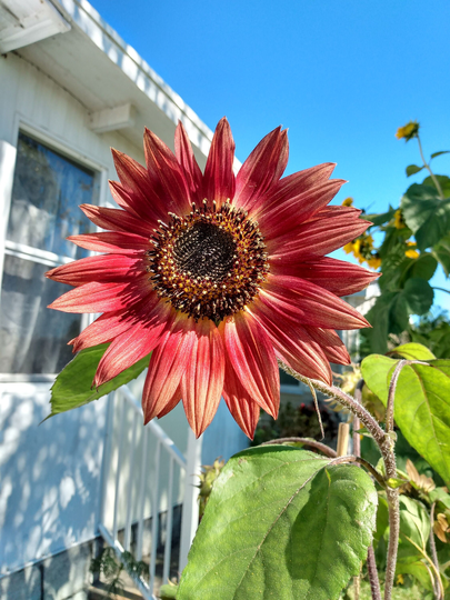 Sunshine State Seeds #11 Space Coaster Sunflower Seed Packet - F2 Hybrid Open Pollinated Branching Blooms Orange Red Yellow Flowers