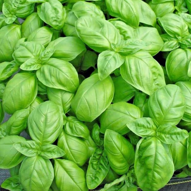 Sweet Basil | Genovese Herb Vegetable Seeds Aprx. 700 Perfect For Flavouring Italian Food Organic