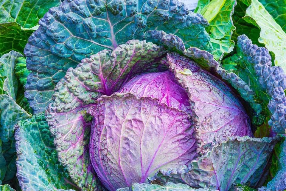 Cabbage January King Approx, 200 Seeds Vegetable Seed