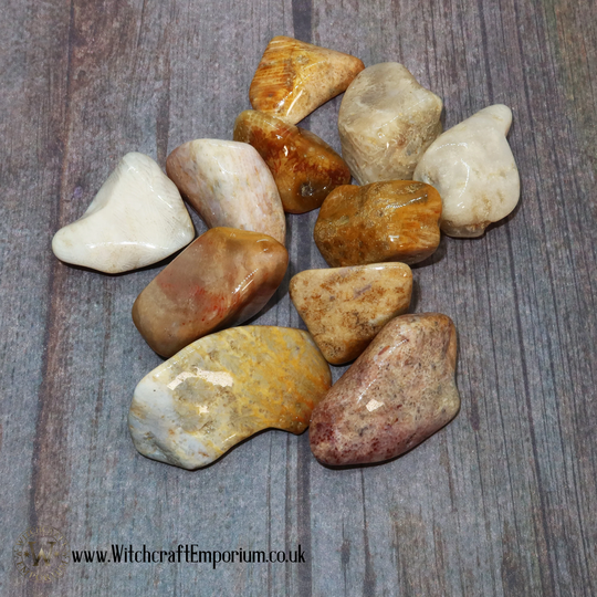 Agatised Coral - Stone Crystal Gemstone Mineral Pagan Wicca Wiccan Magic Spell Ritual Real Genuine Natural