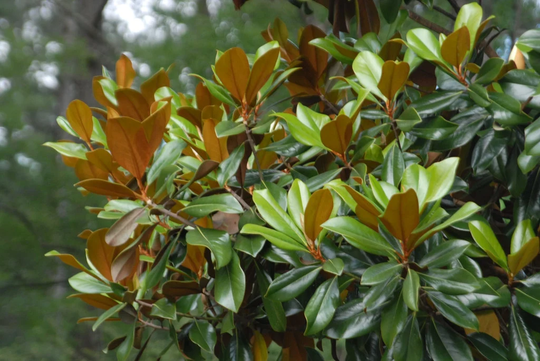 Freshly Picked Organic Magnolia Branches