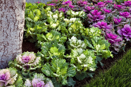 Flowering Cabbage Seeds 50 Thru 500 Osaka Mix Kale