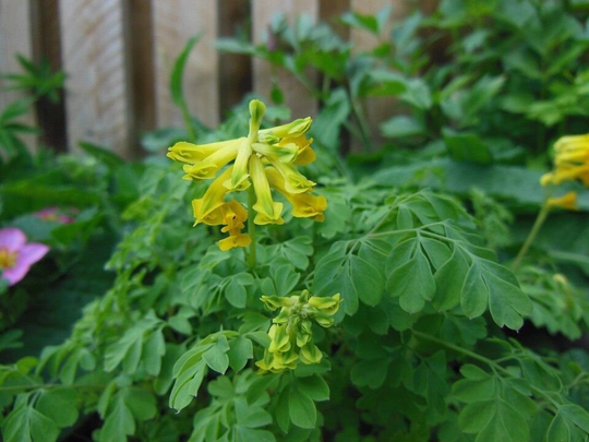 Corydalis Lutea X25 Seeds Hardy Perennial
