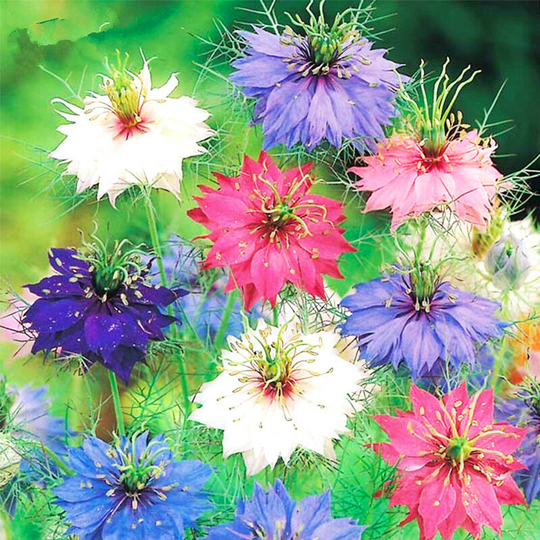 Persian Gem Flower Seeds, Grow Your Own Color Themed Annual Flower From Seeds
