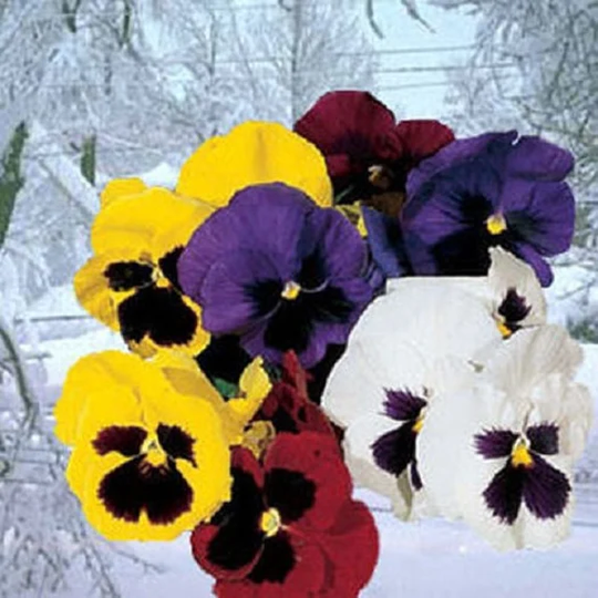 Snow Pansy Seeds 50 Mix Snowpansy