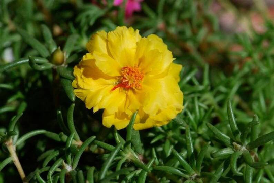 Moss Rose Flower Seeds -More Colors