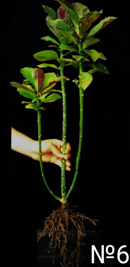 Chameleon Plant, African Milk Bush, Poinsettia, Synadenium Grantii