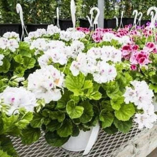 White Geranium Pelargonium 10 Seeds, Fresh, Easy To Grow