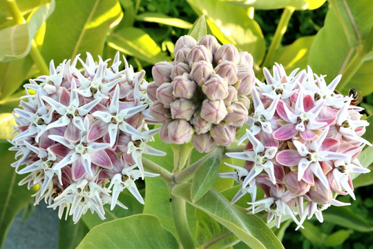 Showy Milkweed Seeds, Monarch Butterfly Attractor, Pink Pollinator Flower, 100 Seeds // Open Pollinated, Non-Gmo, Asclepias Speciosa