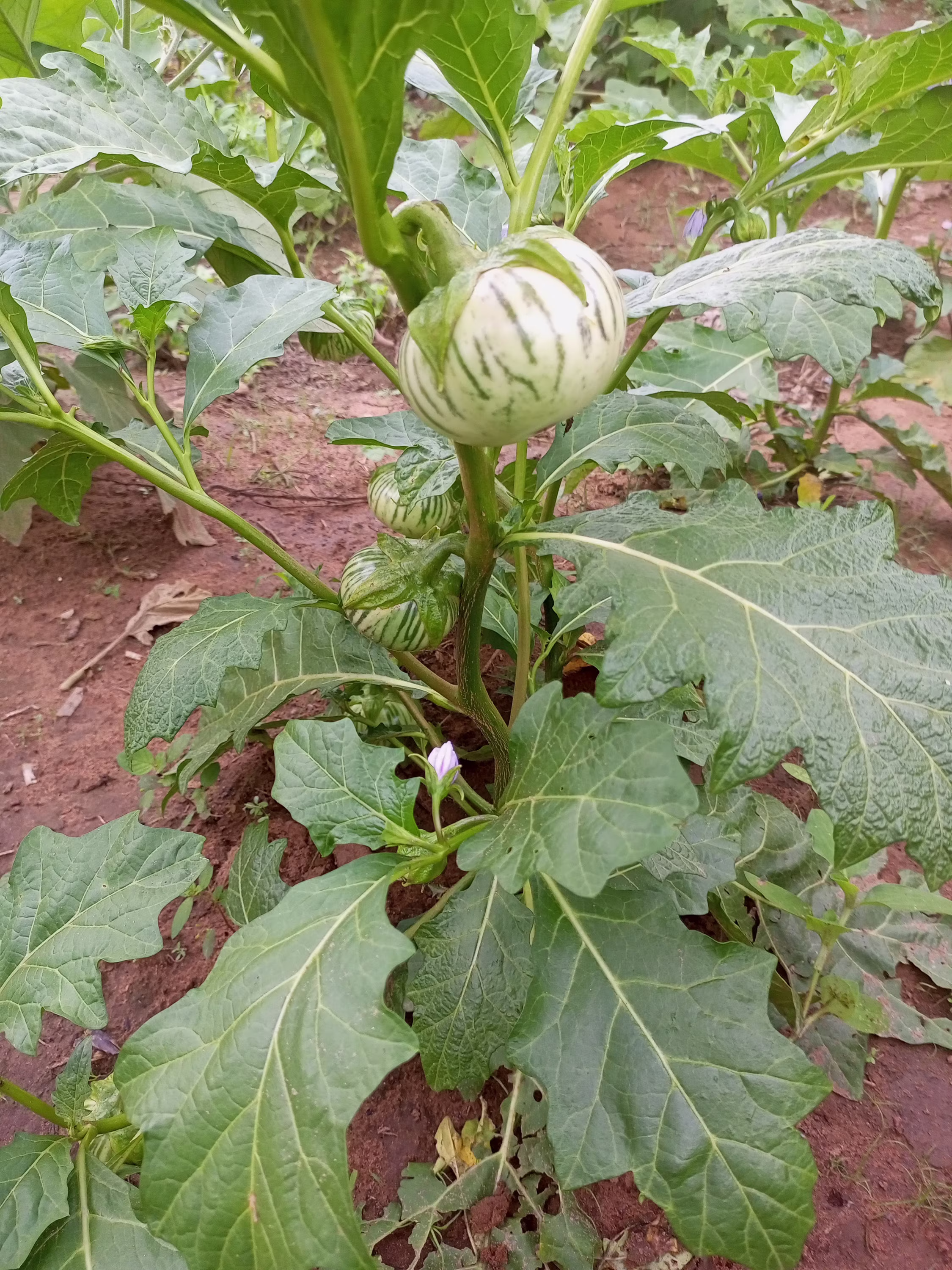 striped Macrocarpon, 200 Seeds For 12