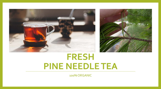 100% Organic Fresh Pine Needles, Eastern White Natural Immunity Tea Virus Fighter Wild, Skin Care, Needles Tea