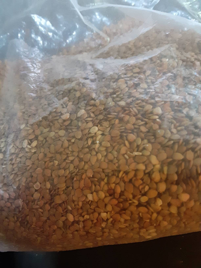 American Elm Tree Seeds