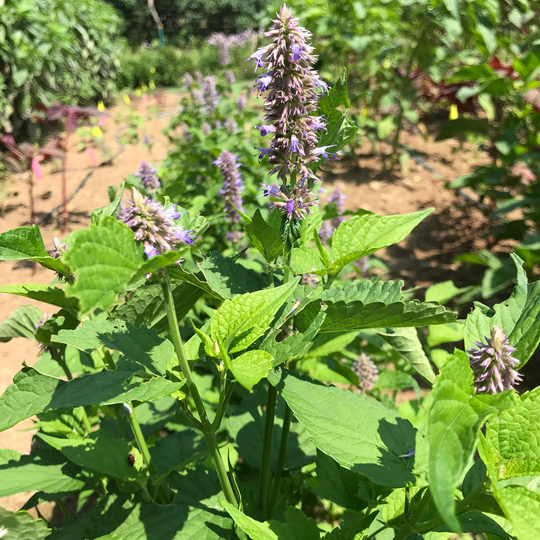 Mint Korean Organic Seed 35