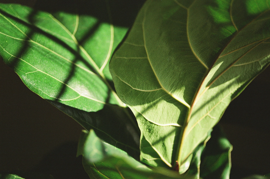 Indoor Fiddle Leaf Fig Seed Mix