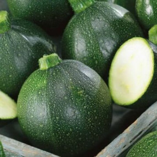 Zucchini Seeds Boatswain