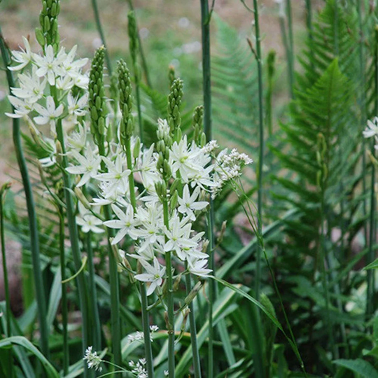 Camassia Leichtlinii Alba X25 Seeds Hardy Perennial
