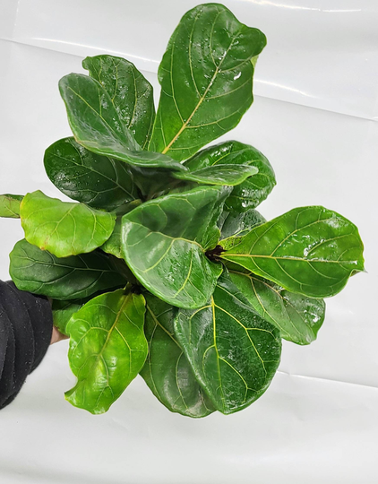 8" Fiddle Leaf Fig