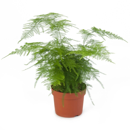 Mpb#5 Asparagus Fern Seeds Plumosus Nanus Climbing 25 Thru 100