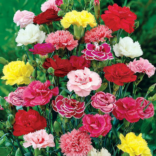 2000 Carnation Chabaud Mix Seeds - 50 Mixed Colour Cottage Garden Seeds