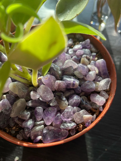 Amethyst Plant Topper | Moon Cleansed