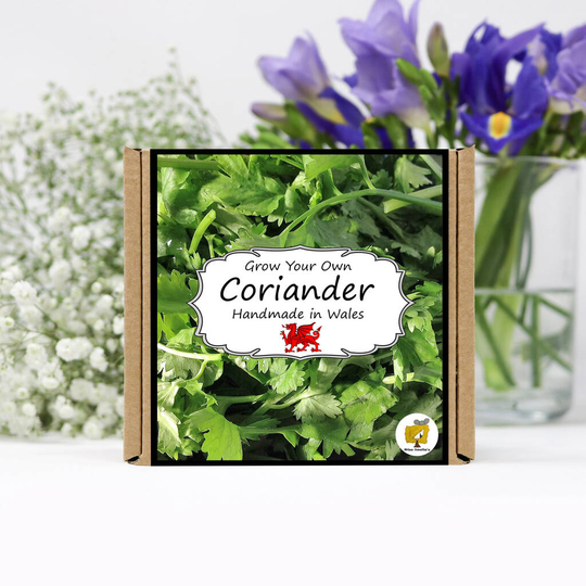 Grow Your Own Herbs Kit / Coriander
