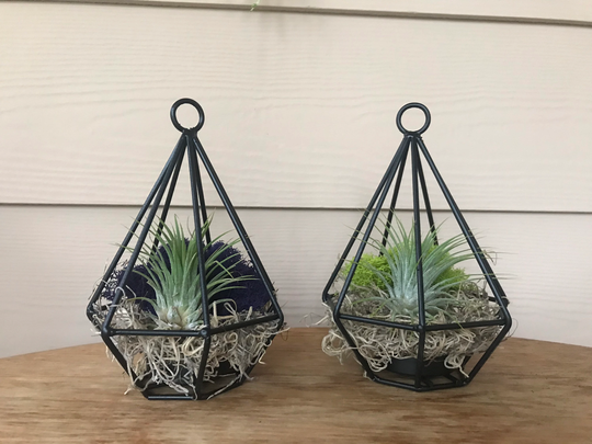Black Hanging Metal Air Plant Terrarium Kit, Diy Terrarium, Living Tillandsia Plant