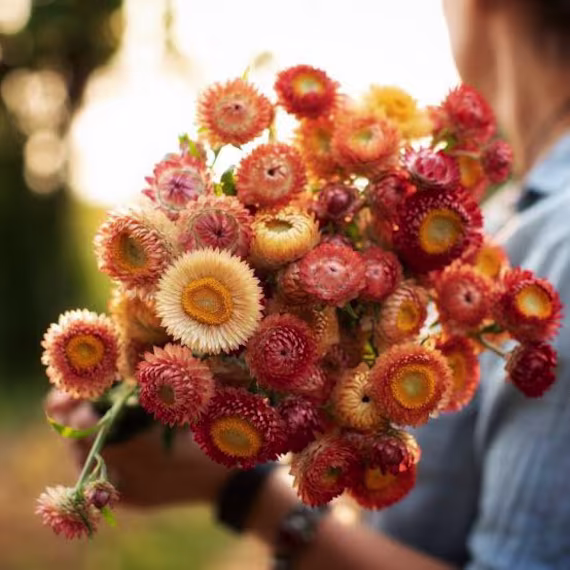 strawflower Dwarf Mixed 125 Seeds Annual | For Colour in The Garden Or House