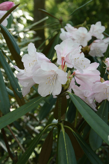 50 Rhododendron Adenopodum Seeds