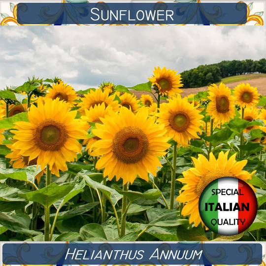 20 Sunflower Seeds, Helianthus Annuum Giant Girasole #fi561