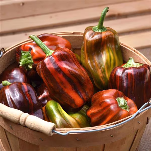 10 Rare Candy Cane Chocolate Cherry Sweet Bell Pepper Seeds, Variegated Foliage, Hybrid Capsicum Annuum