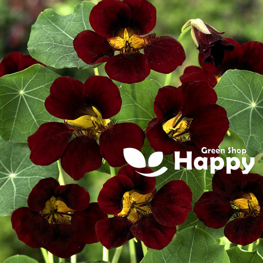 Nasturtium Tom Thumb Black Velvet - 30 Seeds Tropaeolum Minus Nanum Annual Flower