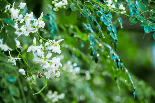 10 Seeds - Moringa Concanensis- Konkan Showy White Flowers-Read Full Description Seed PackLimited Supply