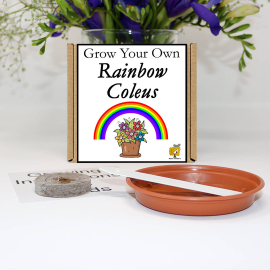 Grow Your Own Rainbow Coleus Plant Gift Set