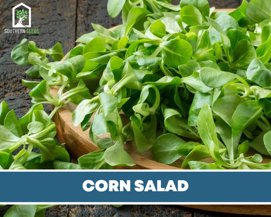 Corn Salad - Mache Heirloom Seeds Culinary & Medicinal Herb | Valerianella Locusta
