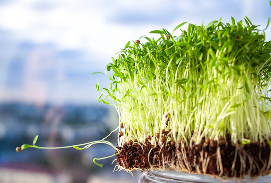 Organic Cilantro Microgreens, Slow Bolt Cilantro, 2, 000 Seeds // Organic, Hydroponic Or Soil, Heirloom, Non Gmo, Coriandrum Sativum