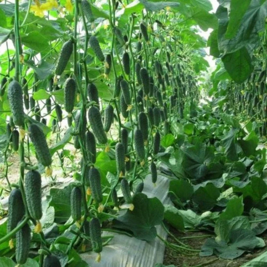 Cucumber Kaprikorn Seeds Self-Pollinating Non Gmo For Planting | 204666