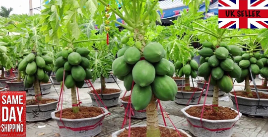 Dwarf Papaya | 15 Fresh Seeds 2022 Same Day Dispatch