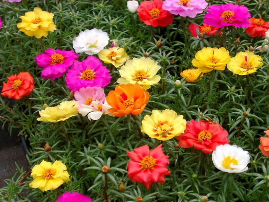Portulaca Extra Double Mixed Approx. X100 Seeds Easy To Grow