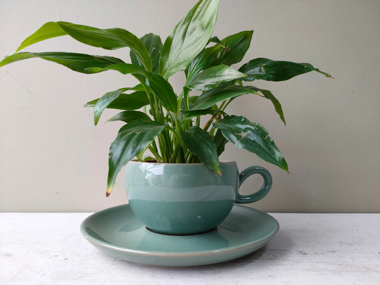 Lovely Ceramic Indoor Or Outdoor Tea Cup Planter. Made From Denby Pottery Stoneware in "Manor Green