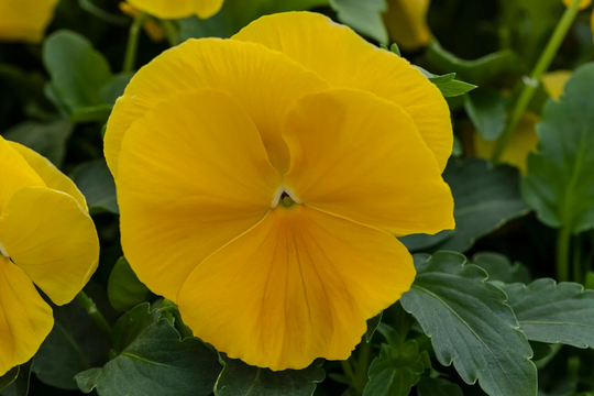 Pansy Seeds Spring Grandio Clear Yellow 50 Thru 500