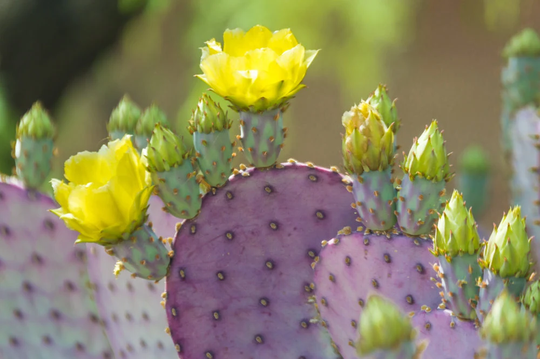 50 Prickly Pear Cacti Seeds - Ships From Iowa, Usa Grow Exotic Succulent
