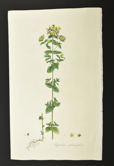 Original 1817 Curtis Botanical Engraving Flora Londinensis St. John Wort