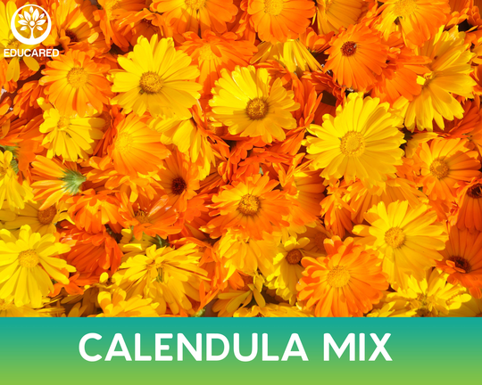 Calendula Mix Organic Seeds, Medicinal Herb, Flower Shrub Plant, Annual Flower, Gmo Free, Heirloom Plants, Gardening
