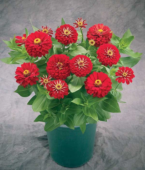 Zinnia Seeds Preciosa Red 25 Thru 250 F1