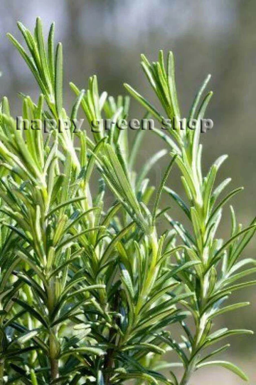 Herb - Tarragon Russian Artemisia Dracunculus 2000 Seeds