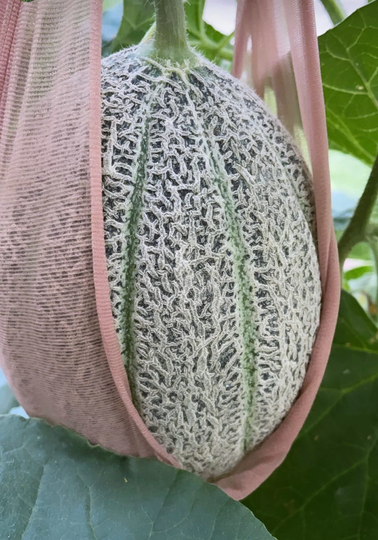 Cantaloupe Seed | 10 Seeds/Pack