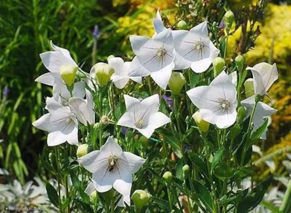 Balloon Flower Bellflower Astra White - 130 Seeds Platycodon Grandiflorus